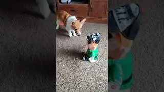 Corgi vs. Elf