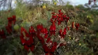 Camp Robe River to Exmouth HD