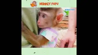 Baby monkey Pupu helps his brother pick medicine to cure his leg.
