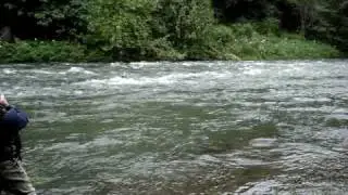 Kalama river steelhead (swing and a miss!)