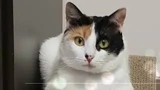 Purrfect pals