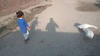 funny goose chasing kids vedio