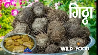 जंगली खाना गिट्ठा । GITTHA recipe | nepali wild food | nepali authentic food | sajilo kitchen