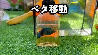 帰省・旅行でベタを移動させる方法｜袋が一番？ペットボトルでも大丈夫な条件は？