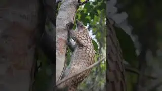 Climbing into the new week 🐾 #pangolin #wildaidafrica #wildlife #conservation