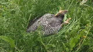Weird chicken gets shocked