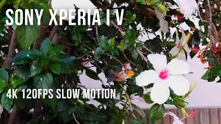 Sony Xperia I V - 4K 120FPS- Hummingbird- Slow Motion