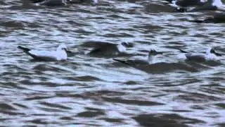 Leucistic Black-headed Gull, Lingham Lake, Nosterfield  18-1-14