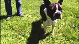OSPCA Walk Orillia 052613
