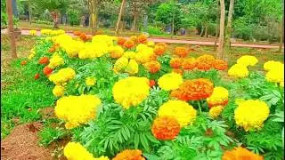 দুঃখভেজা এ শহর দেখেনি কোন প্রহর, দমবন্ধ যানজট ভেতরে এক কোলাহল 💚🤍📍 জাম্বুরী পার্ক, আগ্রাবাদ।