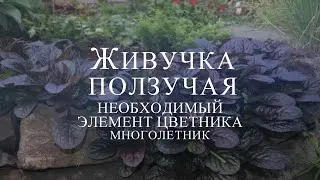 Живучка ползучая — необходимый элемент цветника