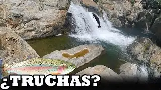 El Tesoro De Los R&iacute;os: Todo Sobre Las Truchas | Pesca y Aventura