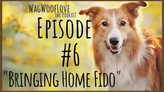 Bringing Home Fido