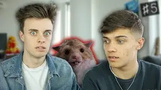 THE DEVIL HAMSTER | TaskersTips #5