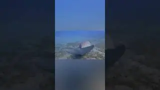 Живая грация - Морская корова, Дюгонь Dugong dugon ( почти русалка)