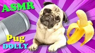 ASMR Dog Dolly eats banana chips | Dolly the asmr pug