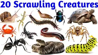 Scrawling Creatures name learning || रेगने वाले जीवों के नाम || किड्स एजुकेशन वीडियो लर्निंग || kids