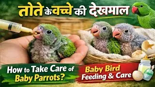 तोते के बच्चे की देखभाल || How to take care of baby parrots? Baby bird feeding and care