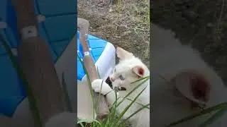 Hati2 nak... #kucing #lucu #funny #story #white #cat