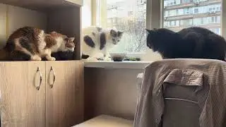 Breakfast. Cat morning. Funny Cat video for relaxation and good vibes. Relaxing video for sleep 