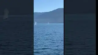 humpbacks on Blackfish Sound