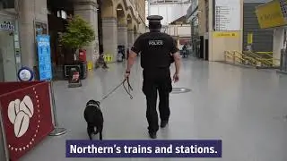 Meet Harry - the BTP search dog keeping Northern's staff and passengers safe