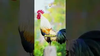 Почему петухи кукарекают по утрам? 🐔