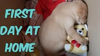 Labrador puppy first day at home | Yellow Lab | Scooby | 4 weeks old |