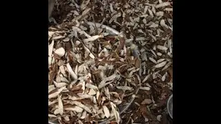 High-quality Cassava Peel HQCP %ge inclusion as a substitute for Maize in Livestock Feed #hqcp #C Pe