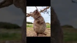 Будь как квокка !#funny #faunastamps #love #dog #puglife #животные #pug #pets #panda #cute