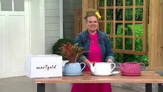Marigold Ceramic Teapot and Saucer Planter with Gift Box on QVC
