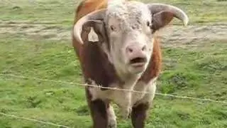 Mad Bull Singing Opera In Big Sur California