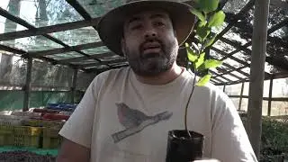 PEUMO ESPECIE ENDÉMICA DE CHILE