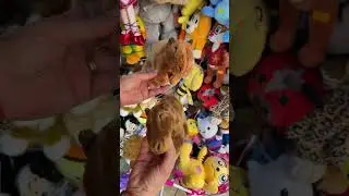 Cuddly Capybara: Your Adorable Plush Pal! #shorts