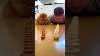 Cat vs Human 😳 Food Crawl Challenge | Cat Treats vs Banana 🍌🐱 #shorts #cat #ai