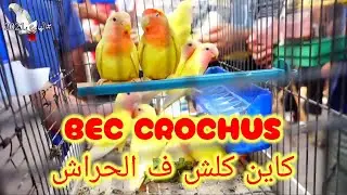 حلقة خاصة ب الببغاء طيور الحب و البيريش / اقفاص مستلزمات و حبوب من سوق الحراش