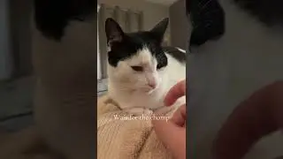 @doctortokker: Guitar lessons are paying off #cat  #catlover #kitty