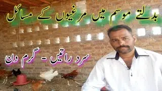 Chicken Diseases With Changing Weather | Home Remedies For Poultry Farming | Golden Misri Farming
