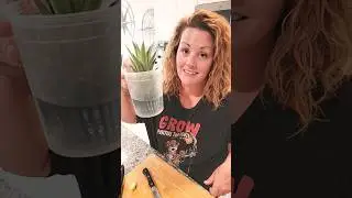 How to propagate a pinapple! #propagation #amazing #learning #wow #pineapple #gardening