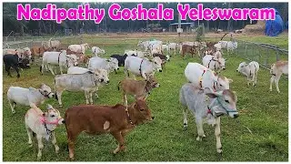 Nadipathy goshala breeding bulls - top quality blod line #trending #animals #youtube #farming #dance