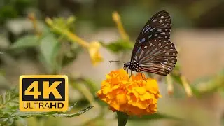 4k video flower garden relaxing music, meditation, sleep, peace
