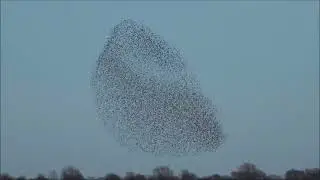 Winter Starling Murmurations