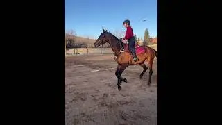 Equestrianism: The Emotional Connection Between Rider and Horse