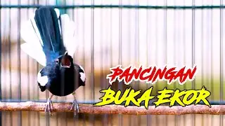 KACER GACOR MEMANGGIL, PANCINGAN KACER MALAS BUNYI AGAR GACOR