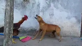 La bataille entre un Coq et un chien