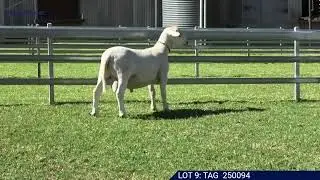 Lot 9 - The SheepMaster Parent Stud Autumn Ram Sale 2026