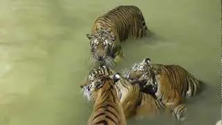 Tigers playing in water