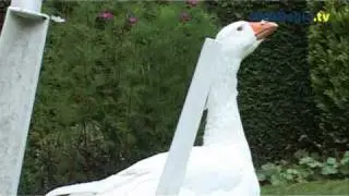 Gans Rik is verliefd op een tuinstoel