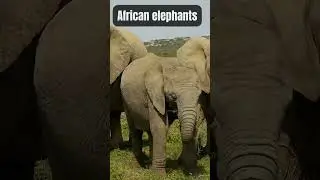 10 FASCINATING FACTS ABOUT WILDLIFE THAT YOU NEED TO KNOW RIGHT NOW! #shorts