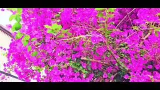 A beautiful flower in spring Sydney Australia,  Parramatta NSW 2150